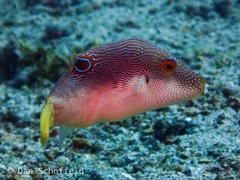 Canthigaster compressa