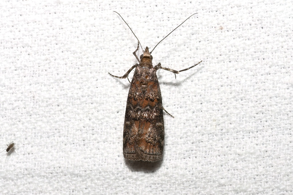 Dioryctria resinosella
