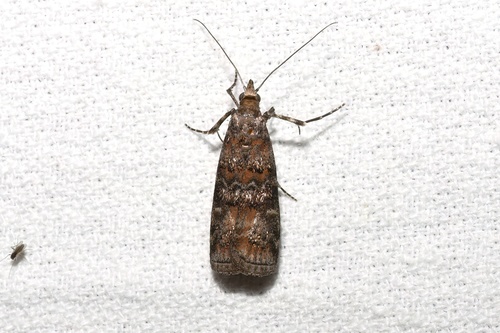 Dioryctria resinosella