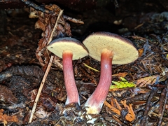 Xerocomellus atropurpureus