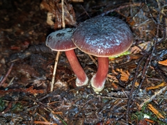 Xerocomellus atropurpureus
