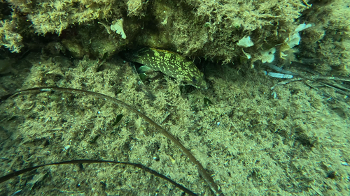 Epinephelus marginatus