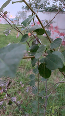 Populus