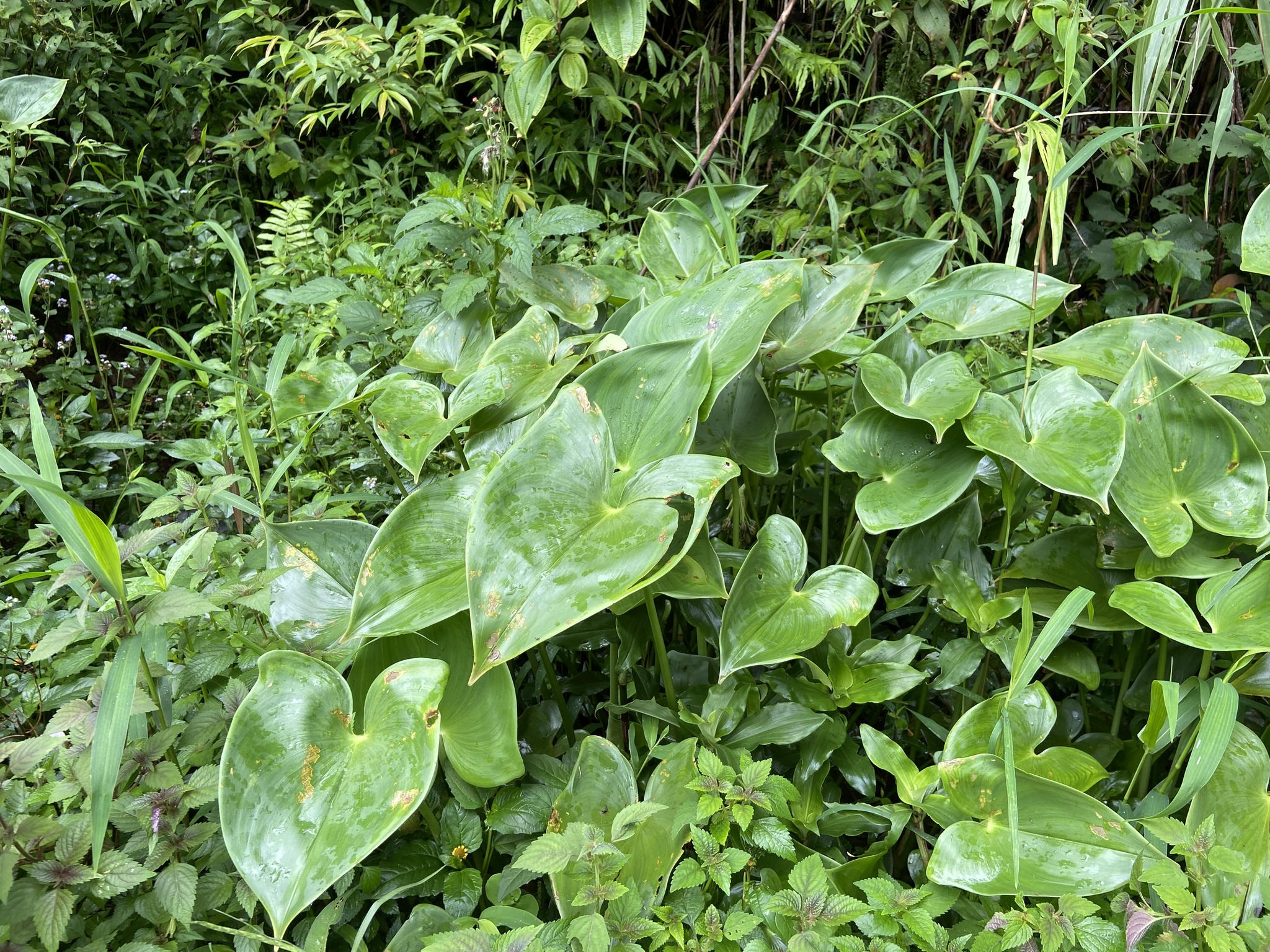 Pontederia hastata — ảnh 3