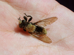 Laphria divisor