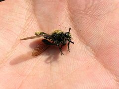 Laphria divisor