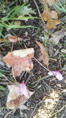 Cyclamen hederifolium
