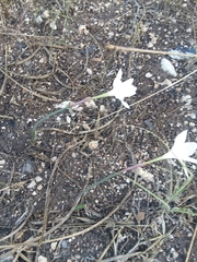 Zephyranthes chlorosolen