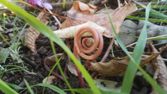 Cyclamen hederifolium