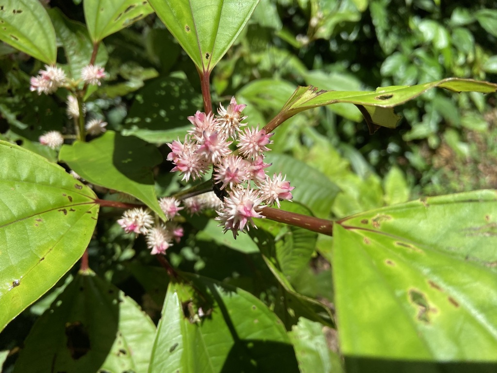 Sporoxeia vietnamensis (Sporoxeia vietnamensis)