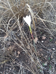 Zephyranthes chlorosolen