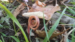 Cyclamen hederifolium