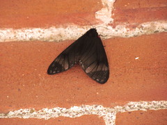 Dysschema leucophaea