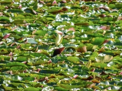 Jacana spinosa