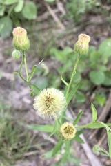 Erigeron lorentzii
