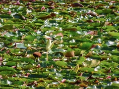 Jacana spinosa