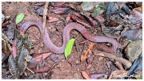 Wayanad Narrow-headed Snake