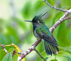 Black-Breasted Plovercrest photo 5