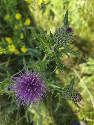 Flodman's thistle