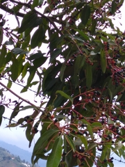 Aiouea montana