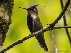 Purple-Crowned Plovercrest photo 4