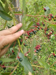 Aiouea montana
