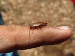Latiblattella tarasca