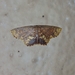 Chrysocraspeda