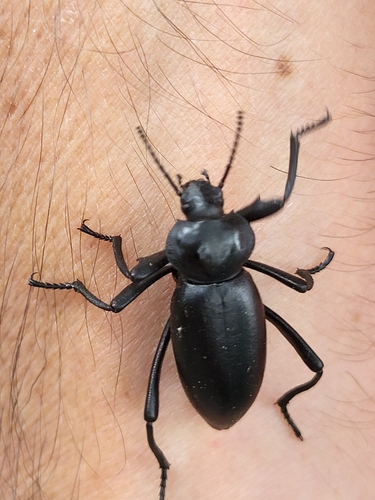 iNaturalist observation photo of Eleodes acuticauda