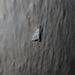 Glaphyriinae