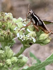 Phaedrotettix