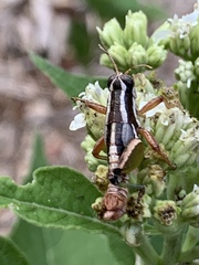 Phaedrotettix