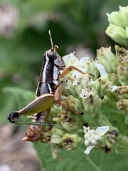Phaedrotettix