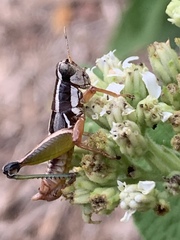 Phaedrotettix