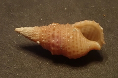 Cerithiidae