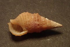 Cerithiidae