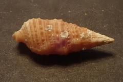 Cerithiidae