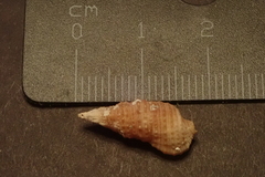 Cerithiidae