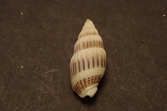 Vexillum exasperatum