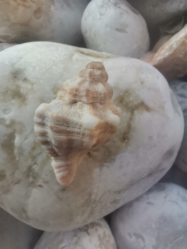 Hexaplex trunculus