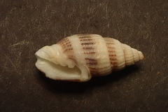 Vexillum exasperatum