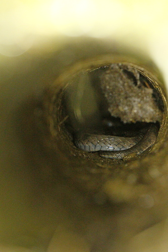 Stejneger's Bamboo Snake