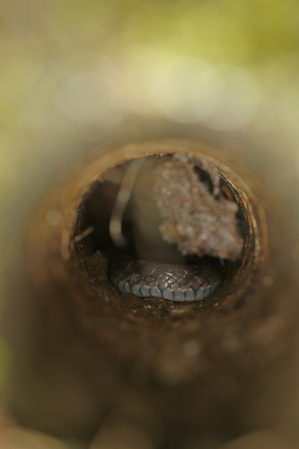Stejneger's Bamboo Snake