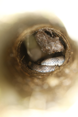 Stejneger's Bamboo Snake