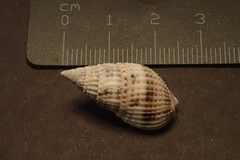 Nassarius margaritifer