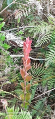 Macleania