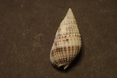 Nassarius margaritifer
