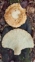 Piptoporellus soloniensis