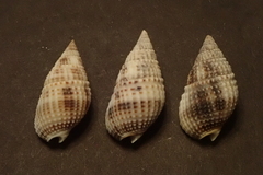 Nassarius margaritifer