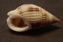 Nassarius margaritifer